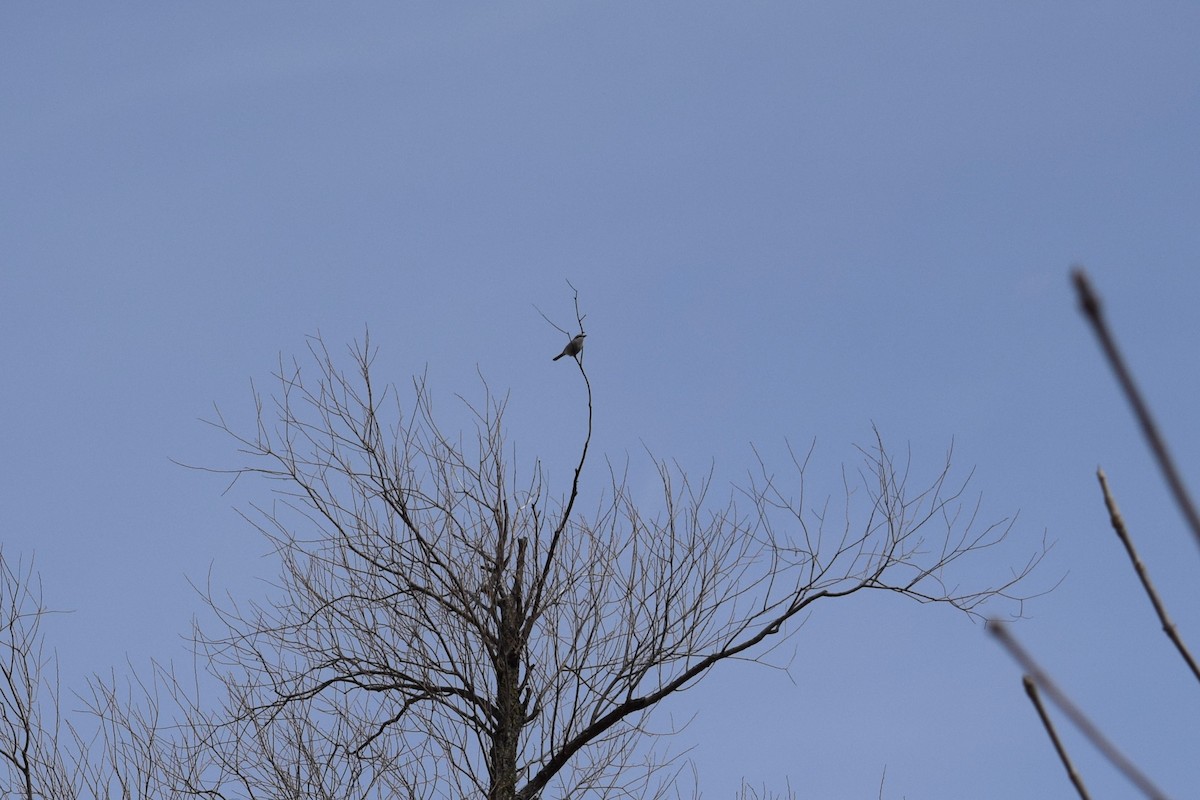 Northern Shrike - ML633497609