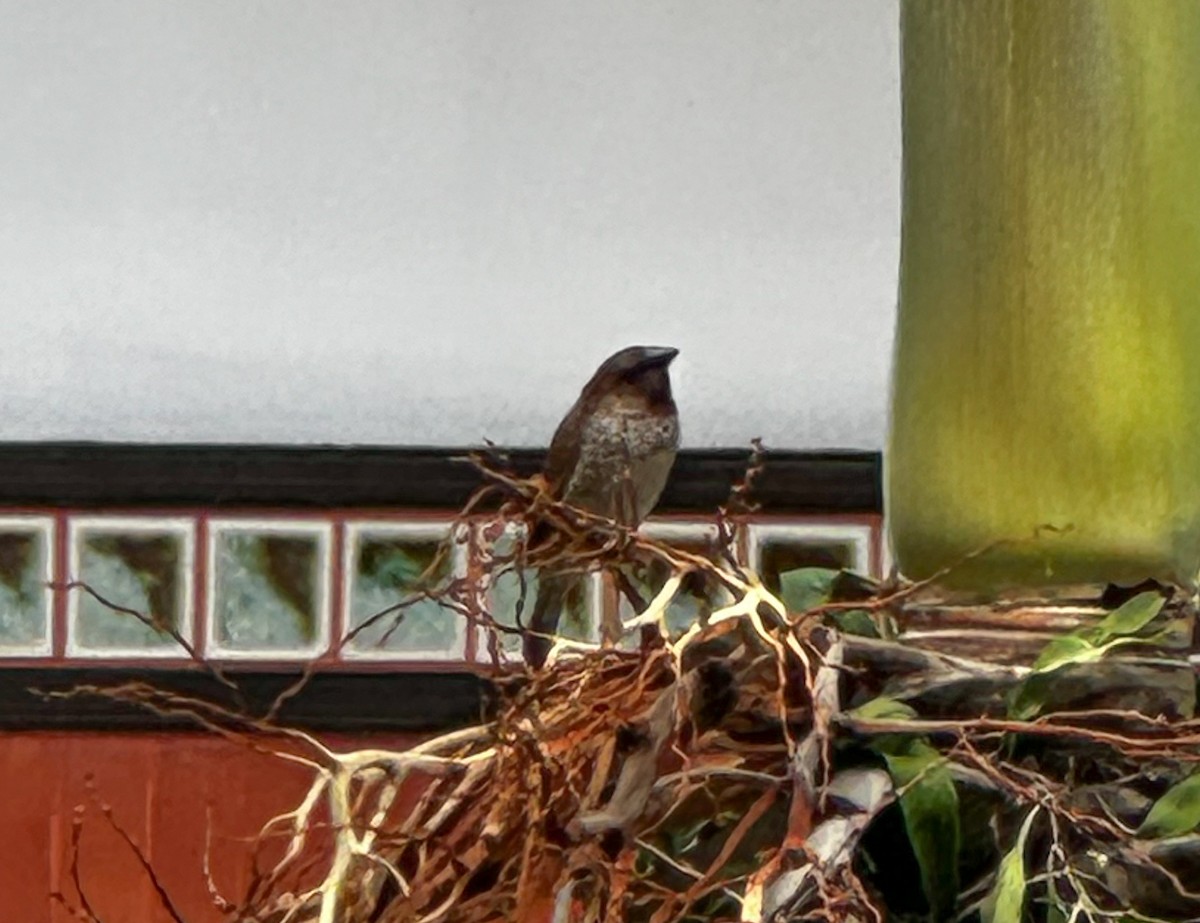 Scaly-breasted Munia - ML633497619