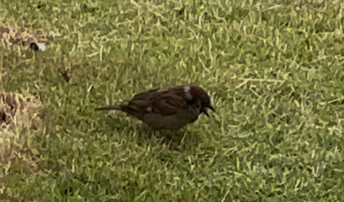 Eurasian Tree Sparrow - ML633497666