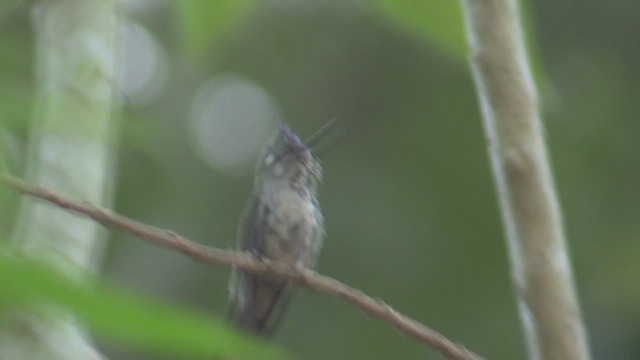 Purple-crowned Plovercrest - ML633497702