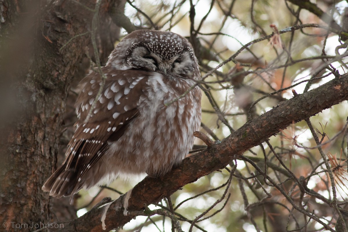 Boreal Owl - ML63349781