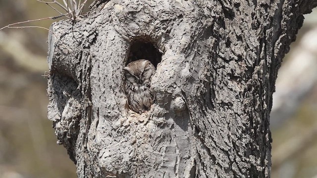 Eastern Screech-Owl - ML633497976