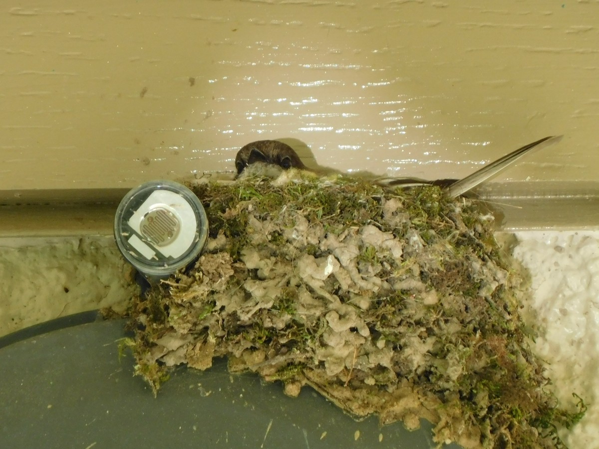 Eastern Phoebe - ML633497982