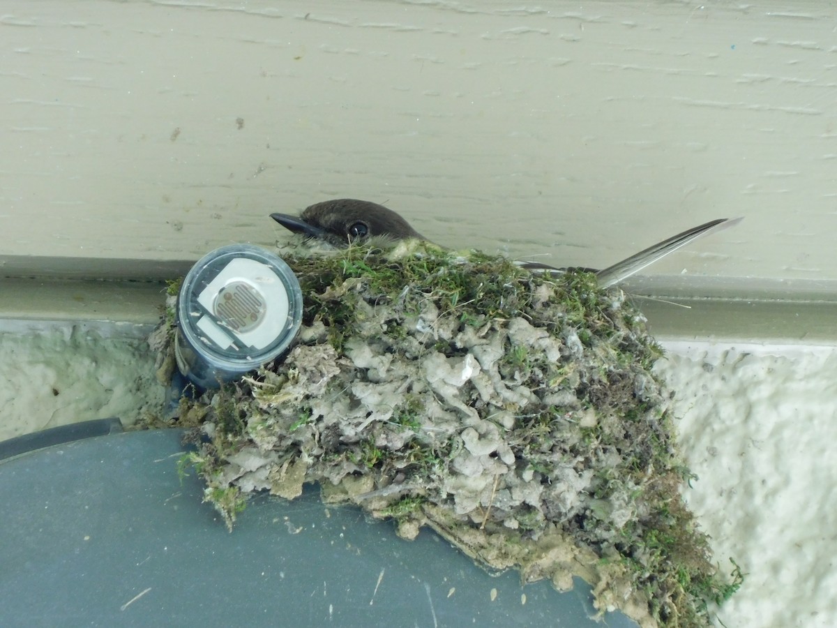 Eastern Phoebe - ML633497983