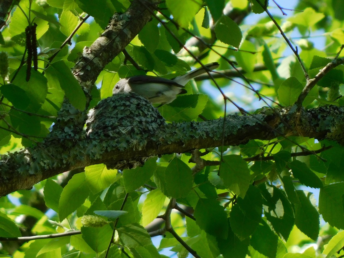 Blue-gray Gnatcatcher - ML633498000