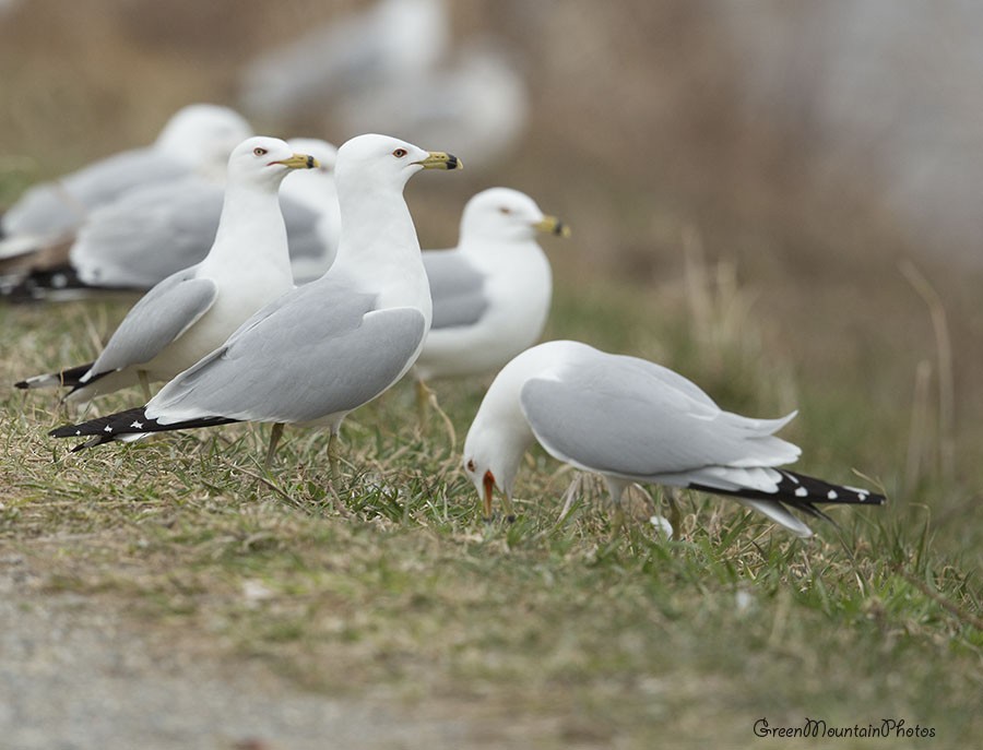 gull sp. - ML633498008