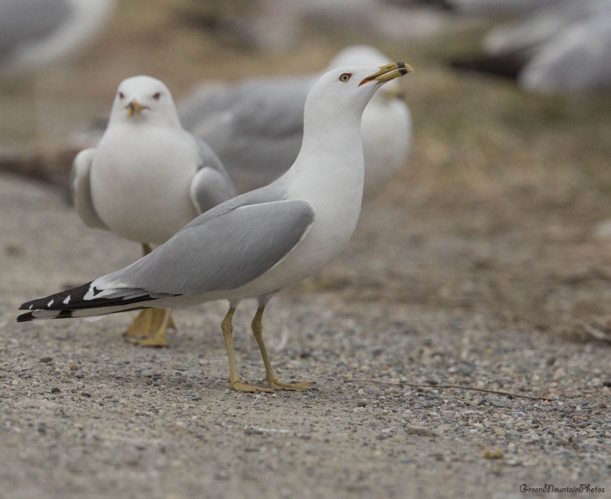 gull sp. - ML633498021