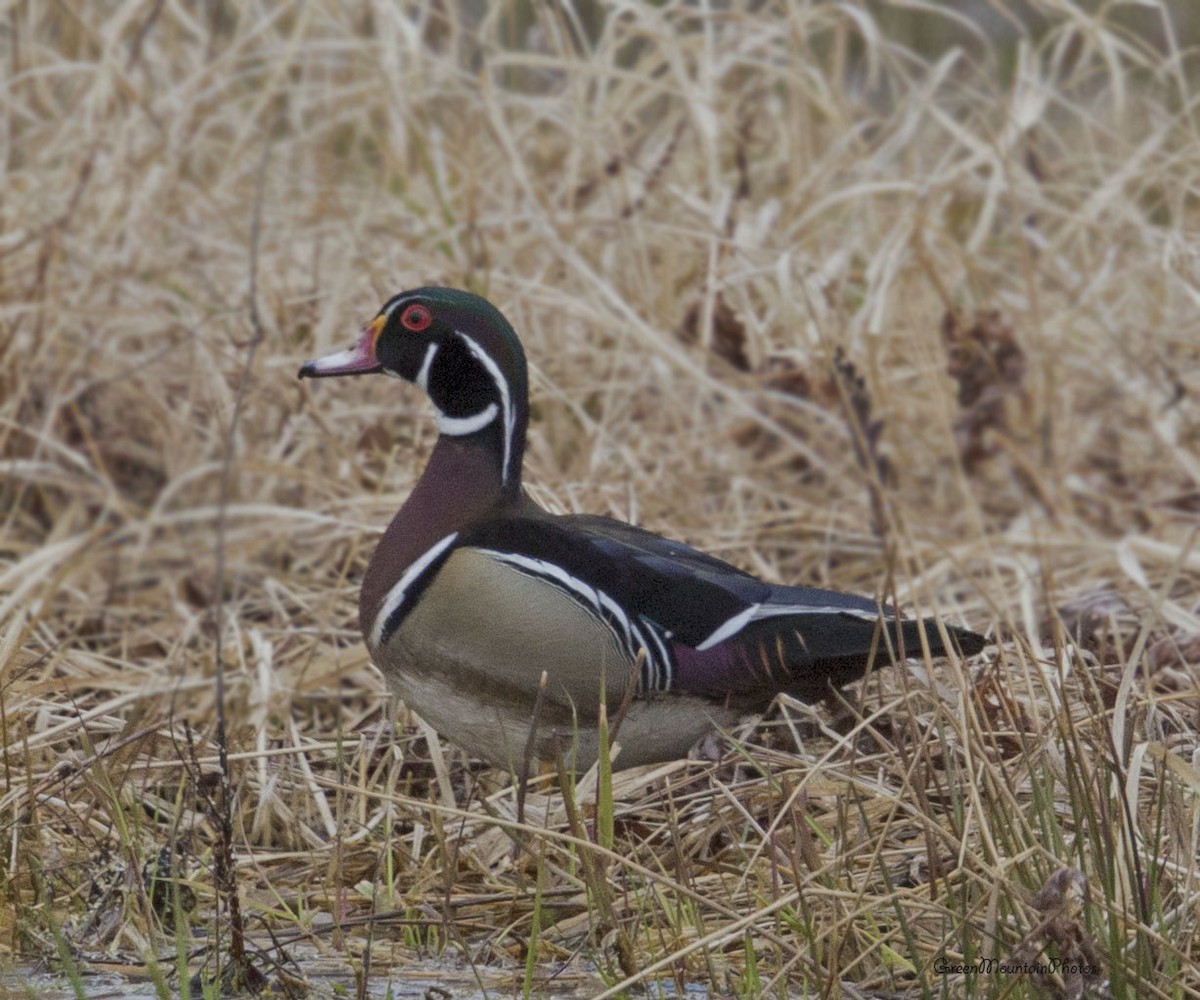 Wood Duck - ML633498049