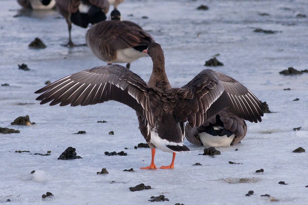 Greater White-fronted Goose - ML63349811