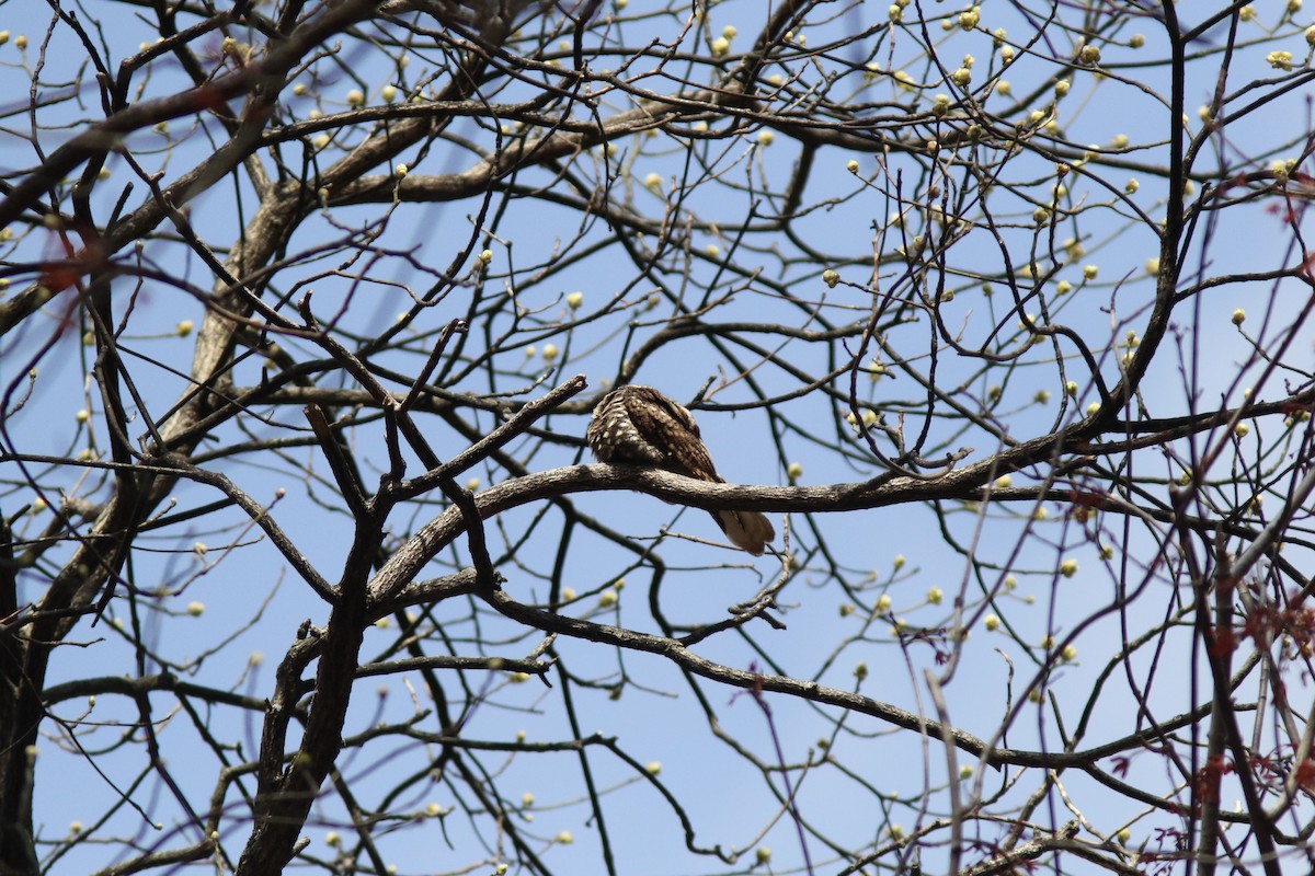 Eastern Whip-poor-will - ML633498338