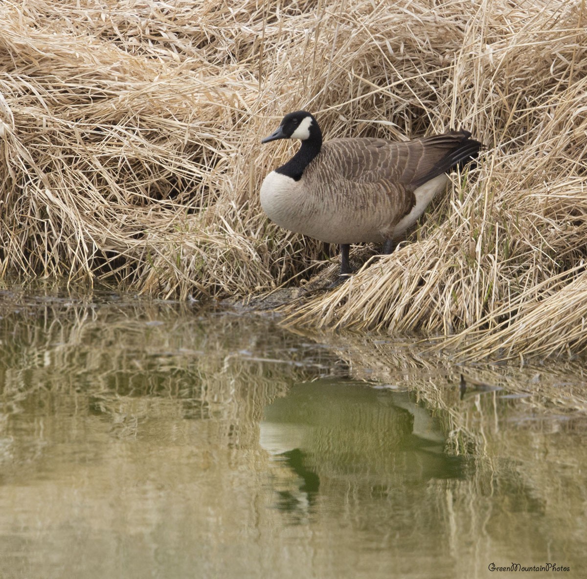 Canada Goose - ML633498343