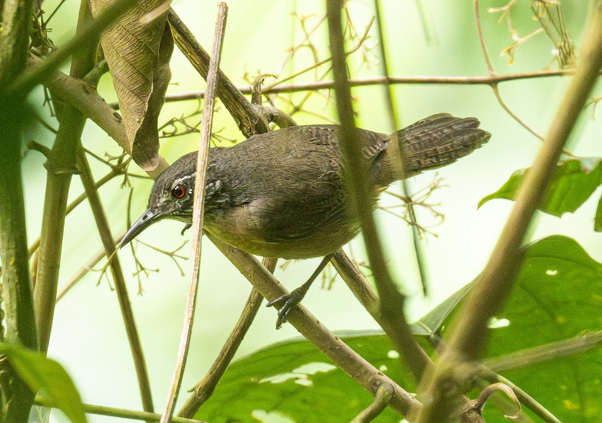 Stripe-throated Wren - ML633498402