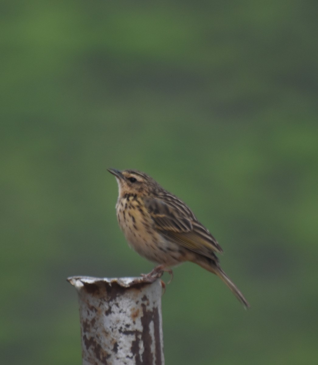 Nilgiri Pipit - ML633498730