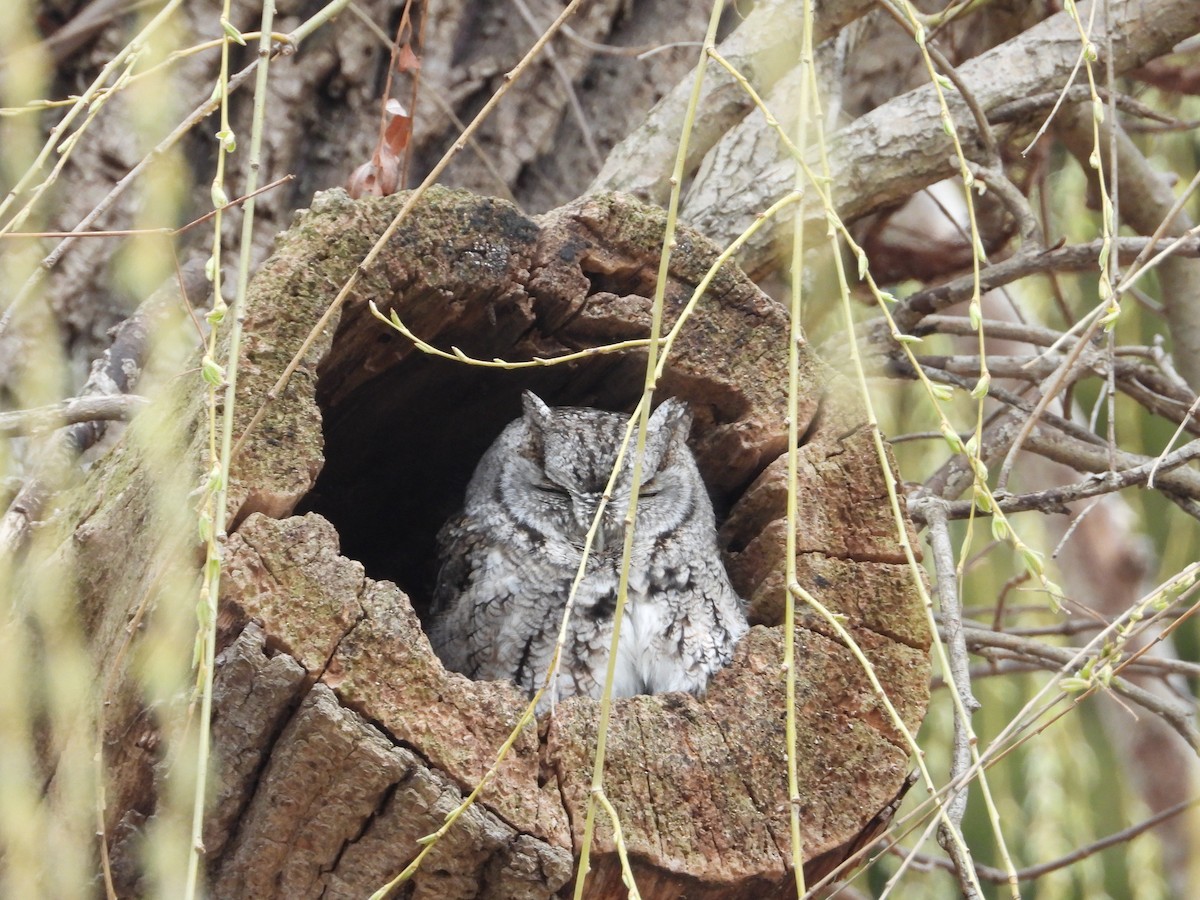 Eastern Screech-Owl - ML633498751
