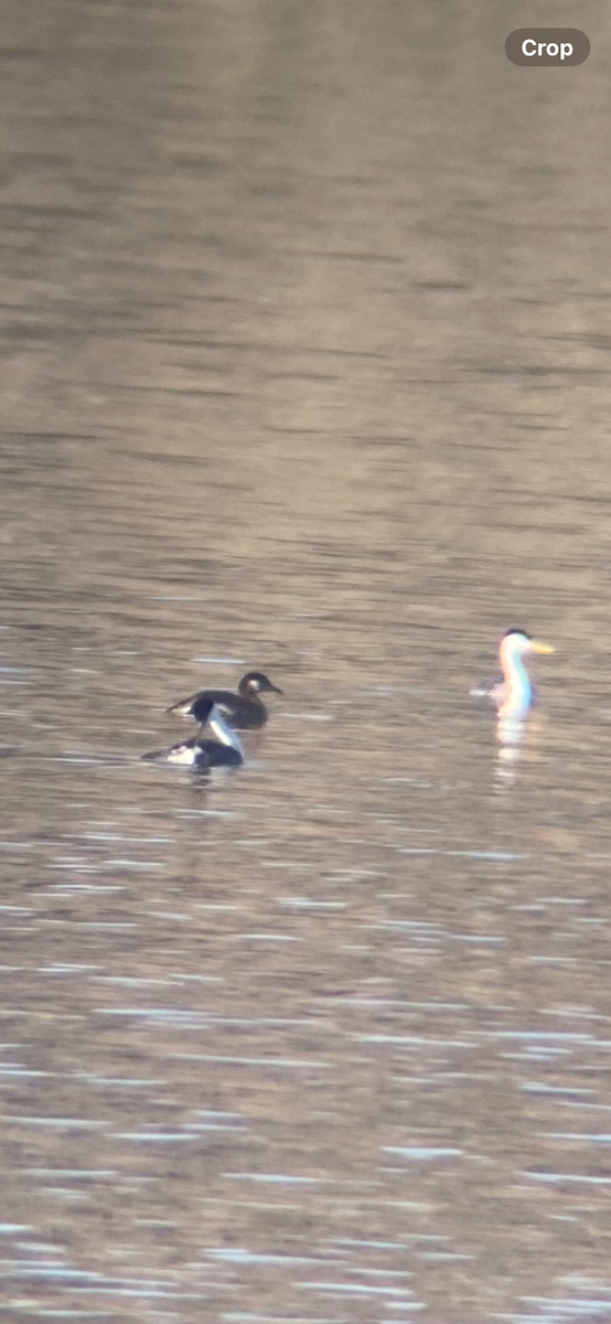 Red-necked Grebe - ML633498970