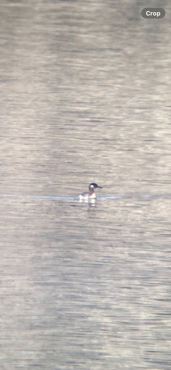 Red-necked Grebe - ML633498971