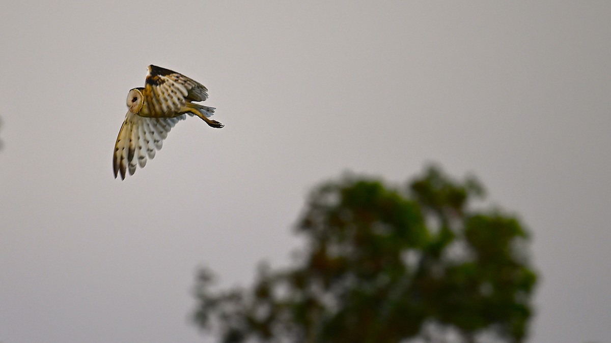 Australasian Grass-Owl - ML633499192