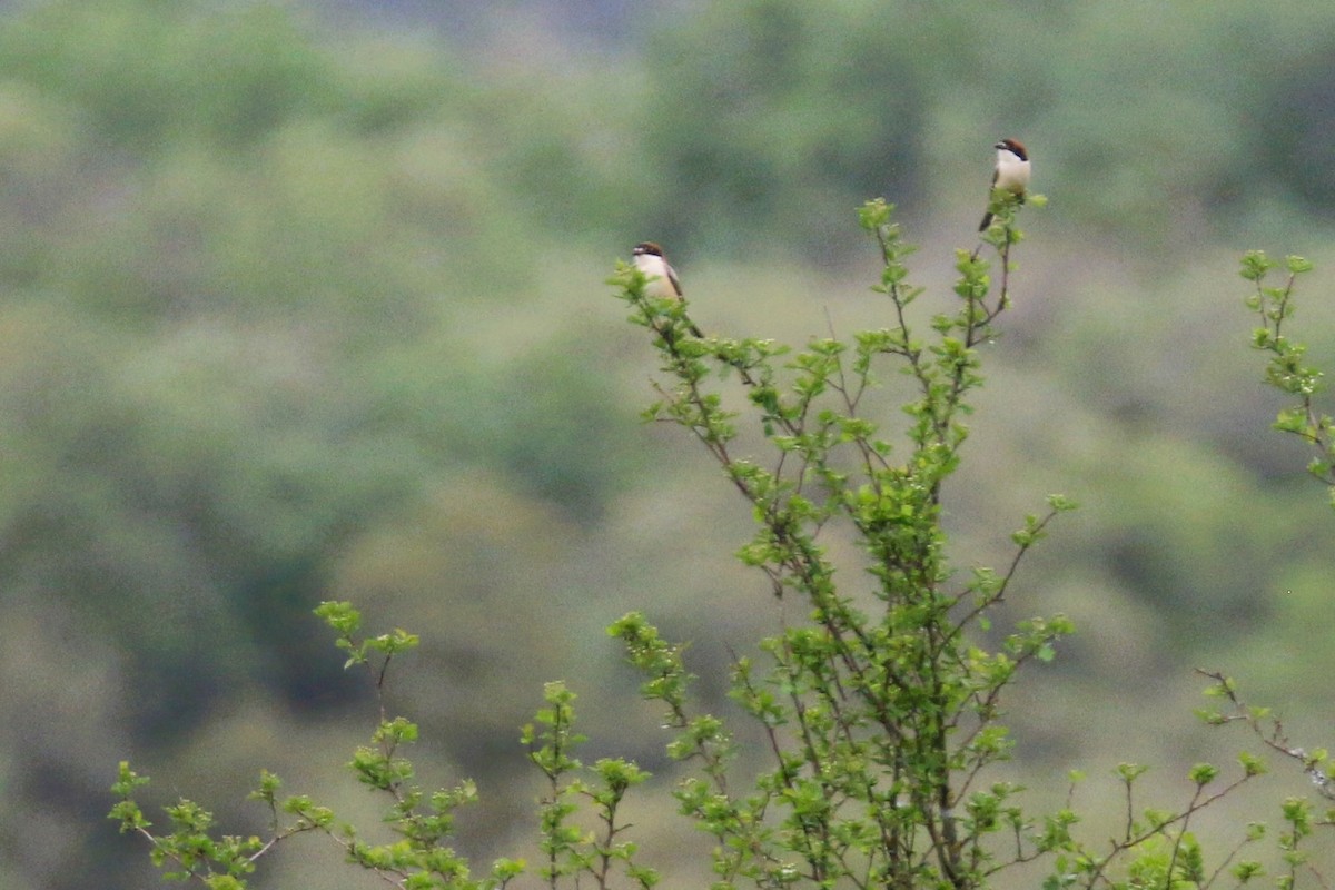 Woodchat Shrike - ML633499307