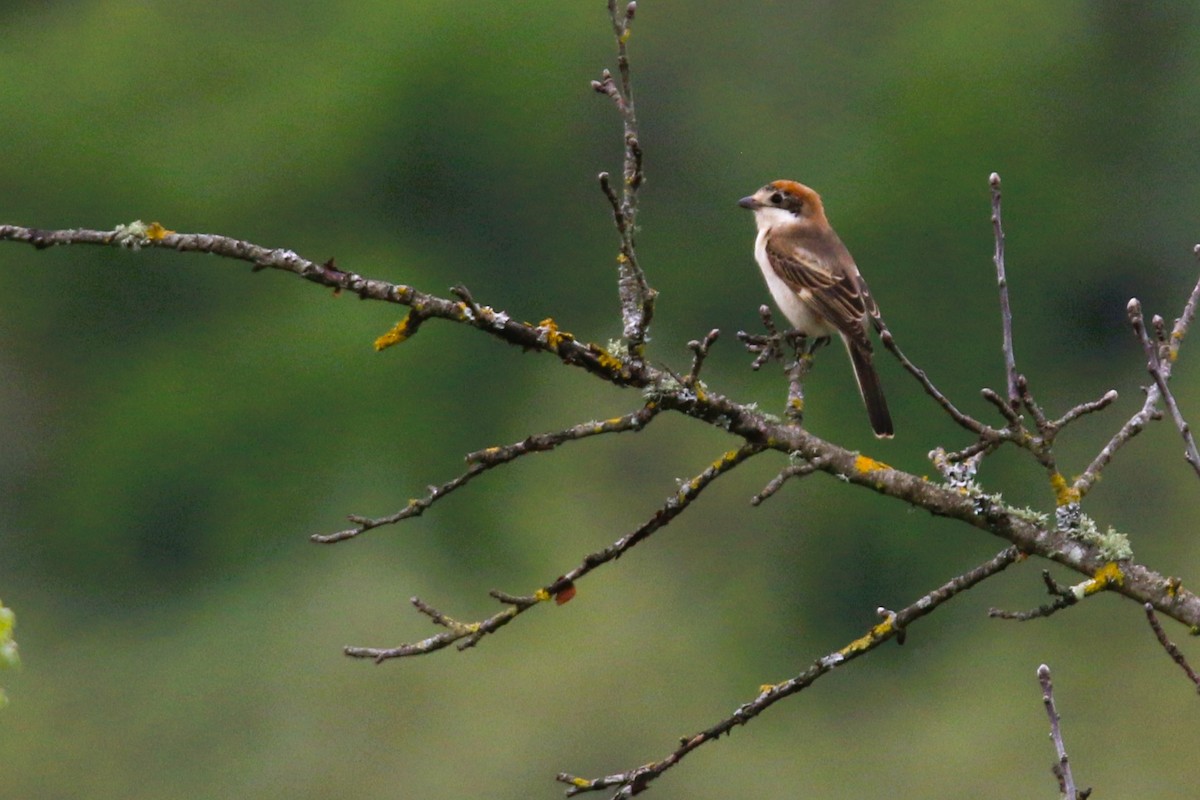 Woodchat Shrike - ML633499347