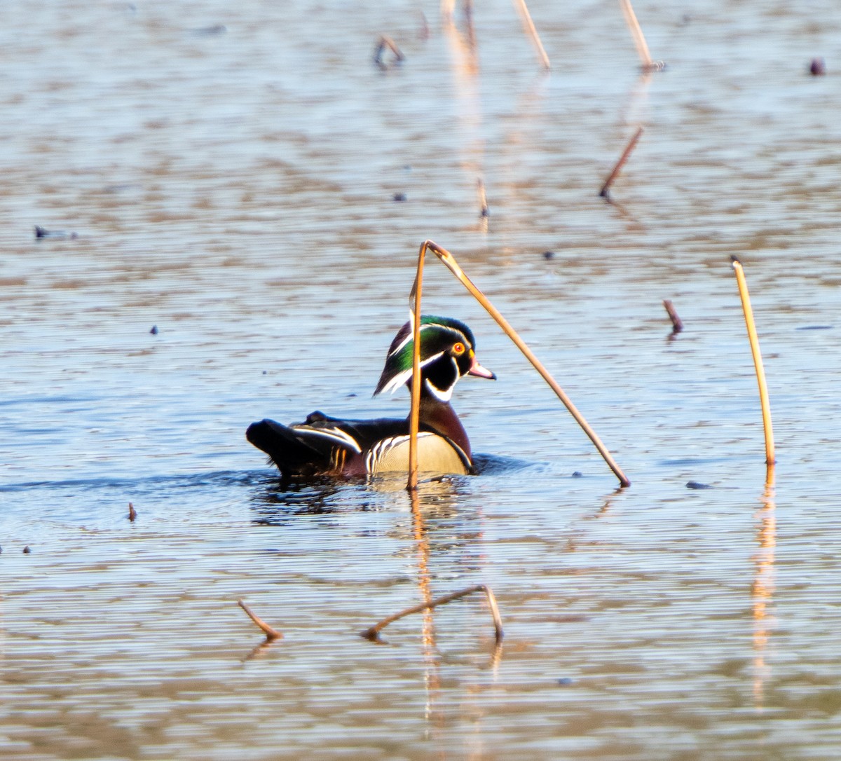 Canard branchu - ML633499432