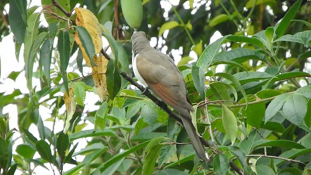 Yellow-billed Cuckoo - ML633499608