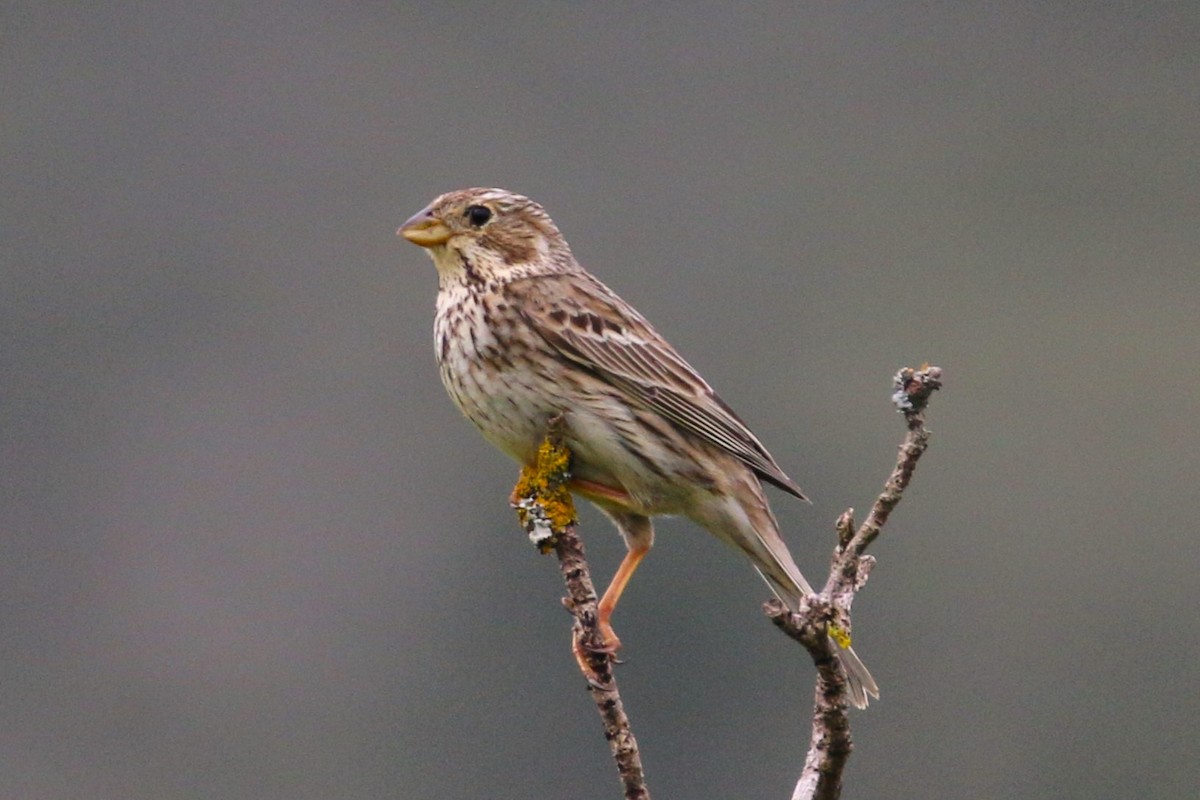 Corn Bunting - ML633499859