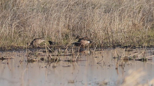 Blue-winged Teal - ML633499862