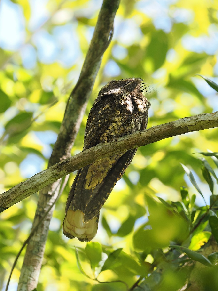 Cuban Nightjar - ML633500015