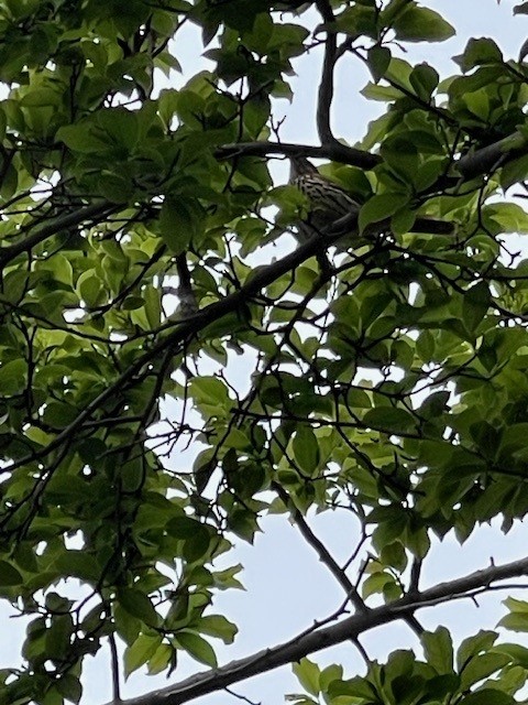 Brown Thrasher - ML633500085