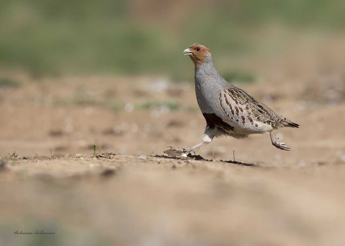 Gray Partridge - ML633500143