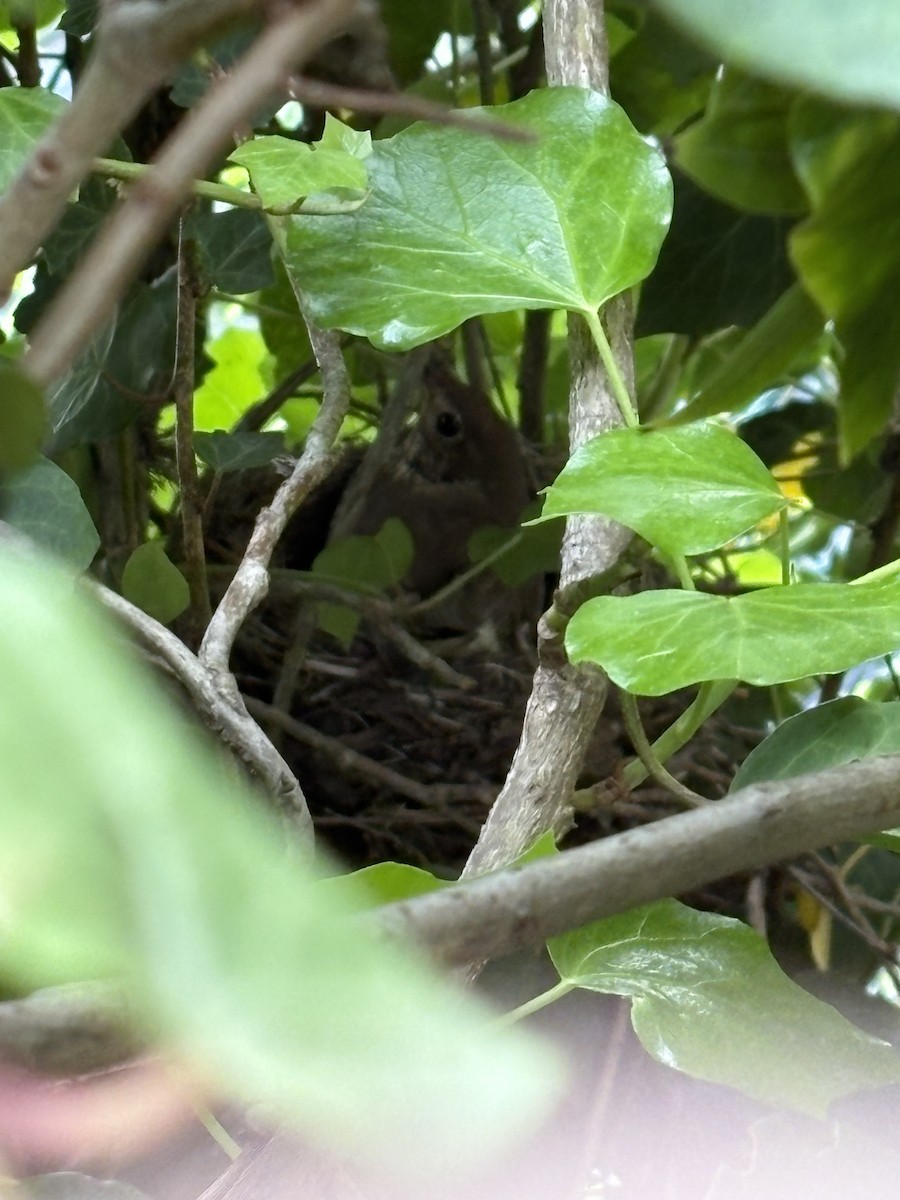 Song Thrush - ML633500186