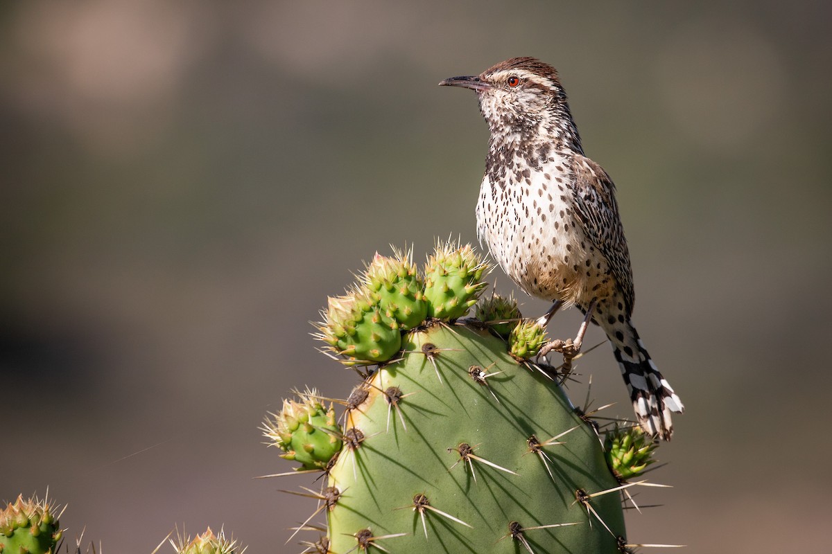 Cactus Wren - ML633500270