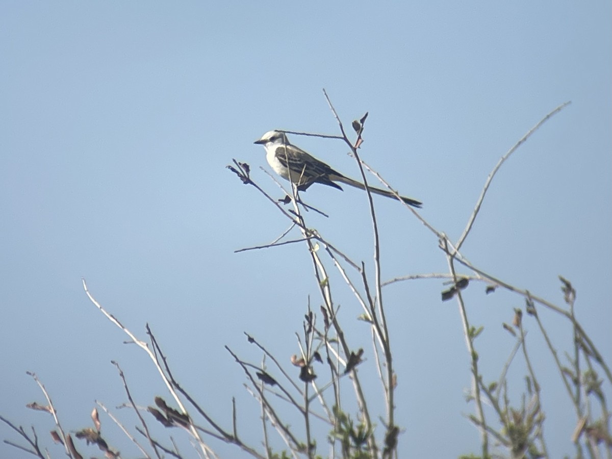 Scissor-tailed Flycatcher - ML633500354
