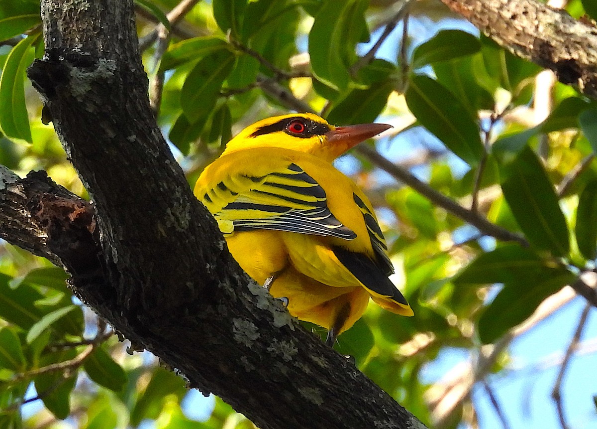 African Golden Oriole - ML633500638