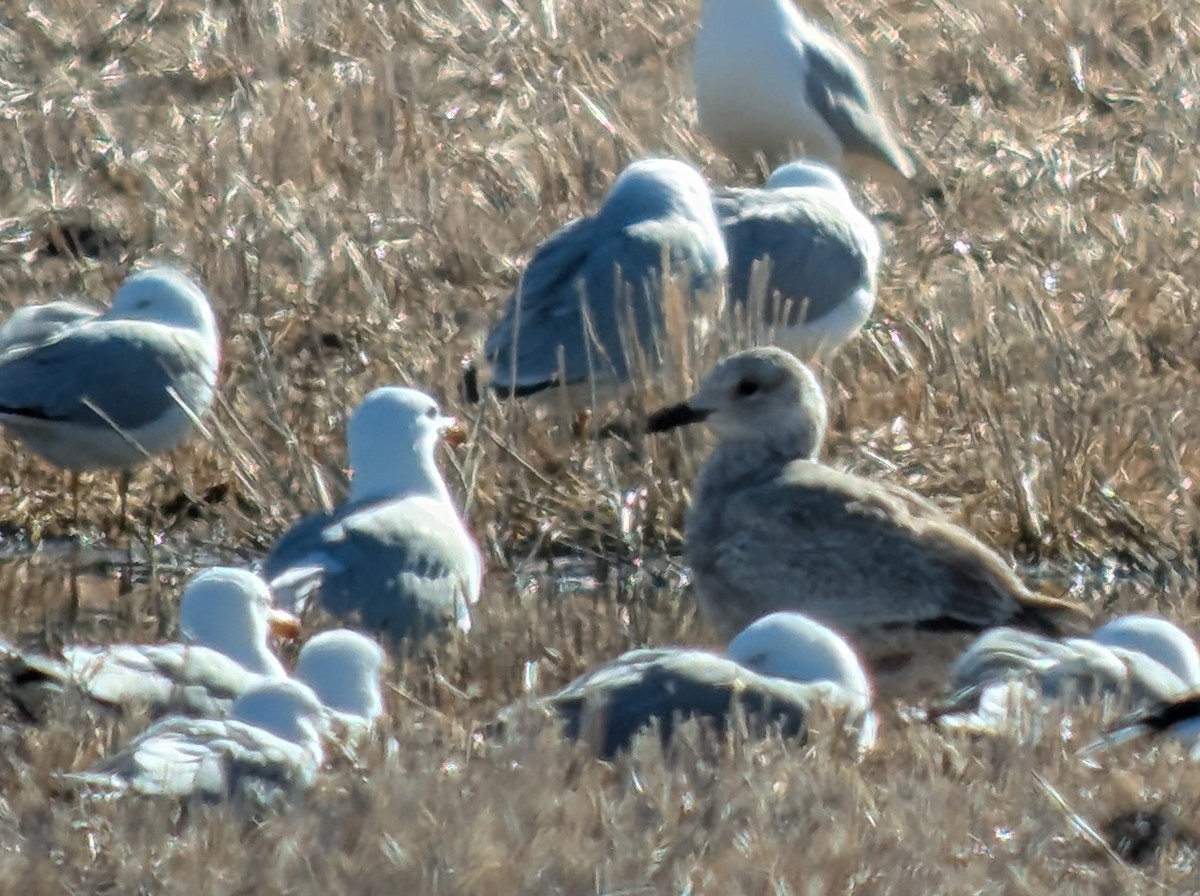 Iceland Gull (Thayer's) - ML633500655