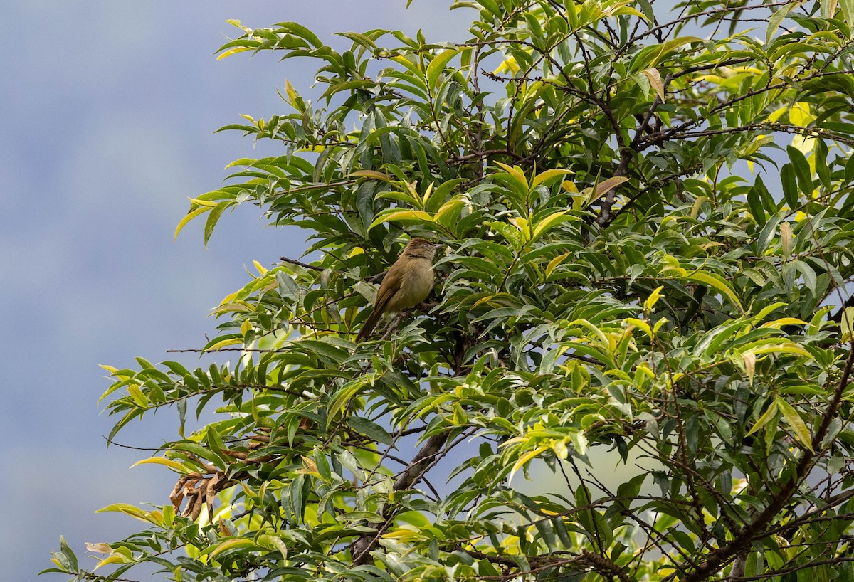 Olive Bulbul (Baker's) - ML633500727