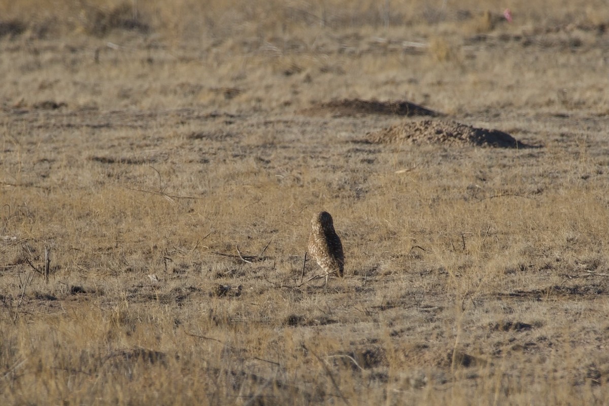 Burrowing Owl - Scott Boone