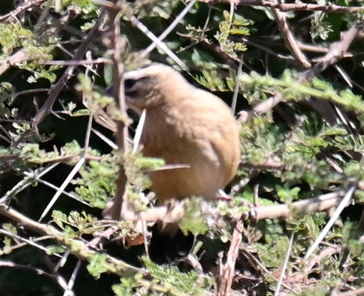 Gray-capped Social-Weaver - ML633500820
