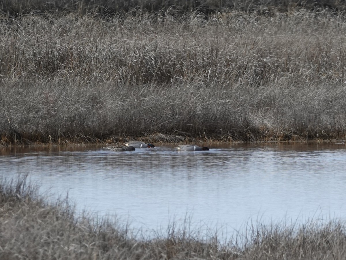 Green-winged Teal - ML633500916