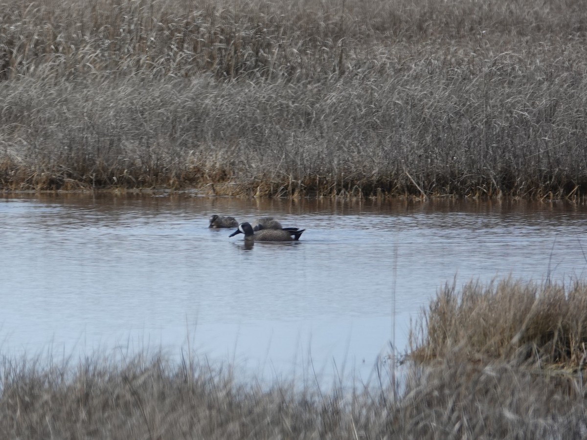 Blue-winged Teal - ML633500989