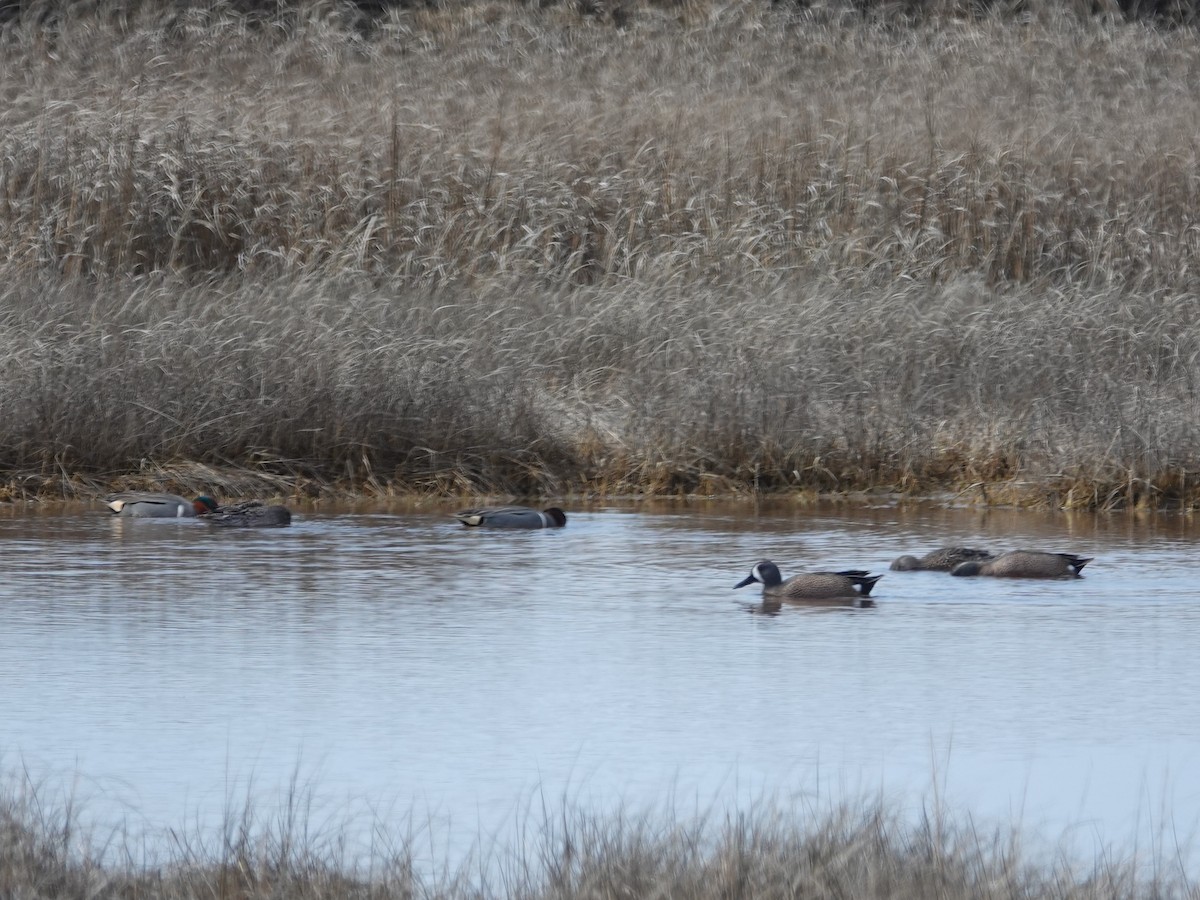 Green-winged Teal - ML633501001