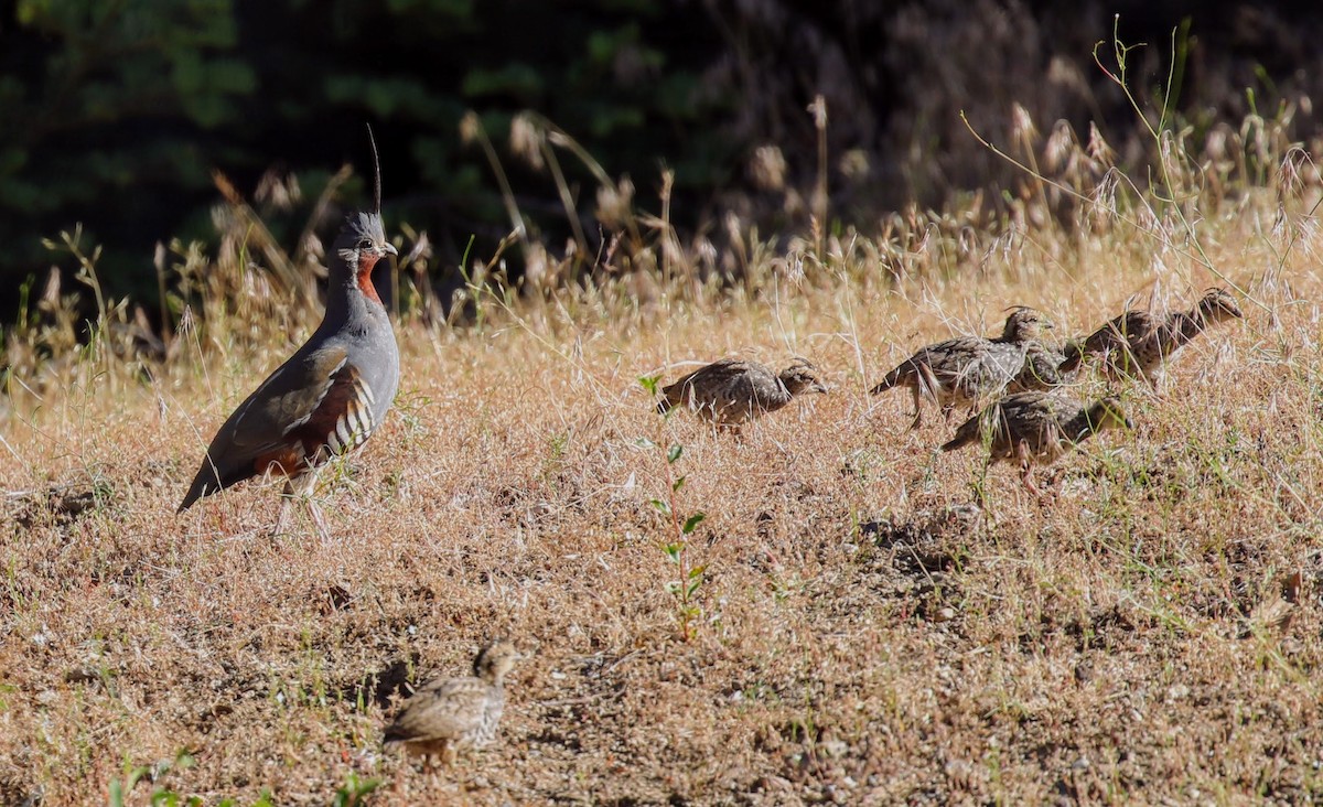 Mountain Quail - ML63350111