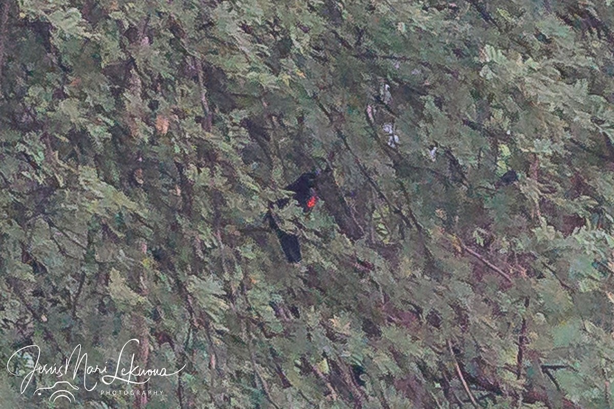 Red-shouldered Cuckooshrike - ML633501127