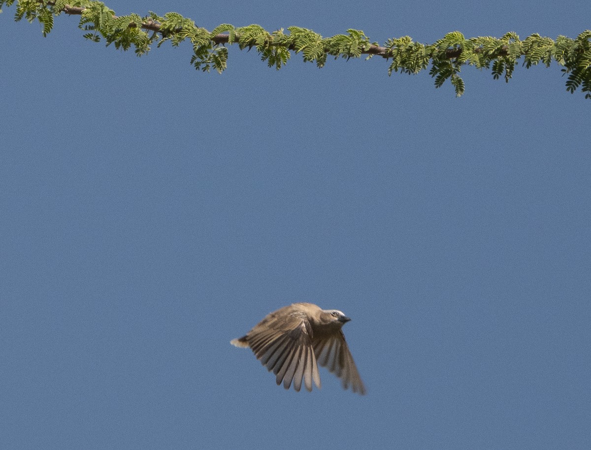 Gray-capped Social-Weaver - ML633501287