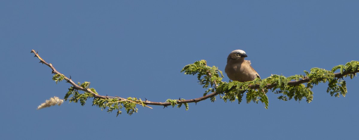 Gray-capped Social-Weaver - ML633501288