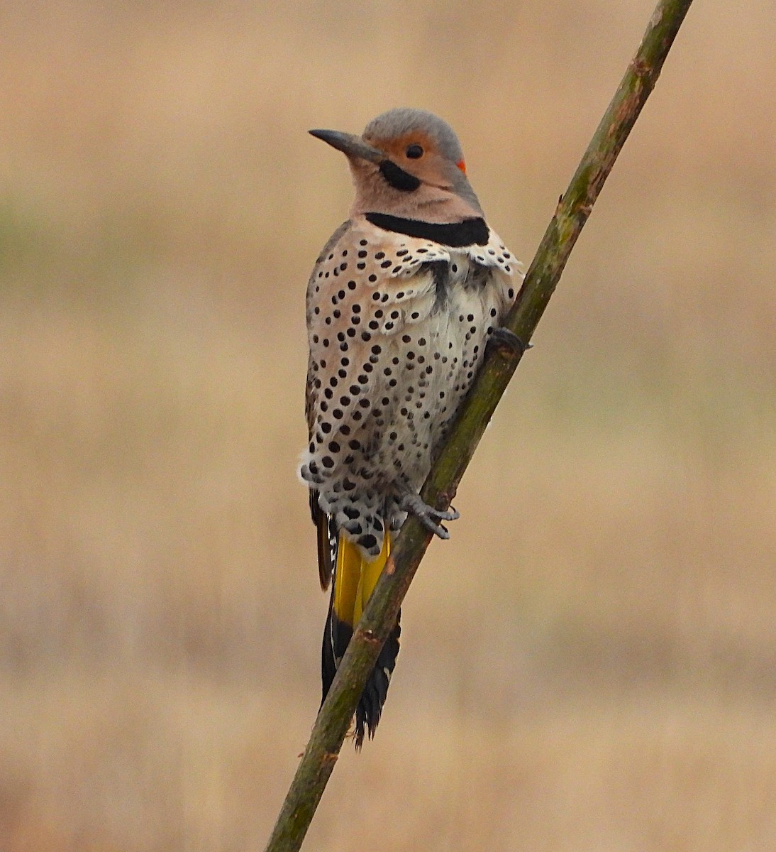 Northern Flicker - ML633501779
