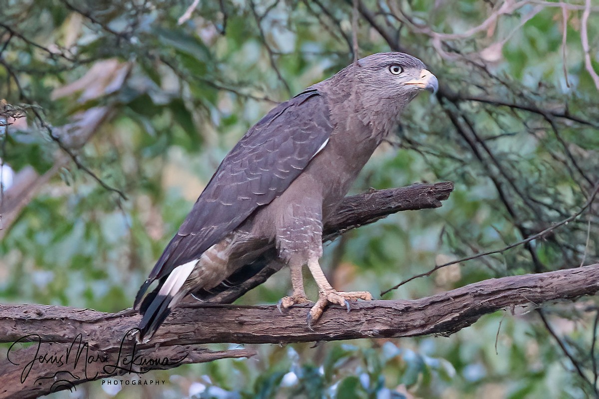 Western Banded Snake-Eagle - ML633501811