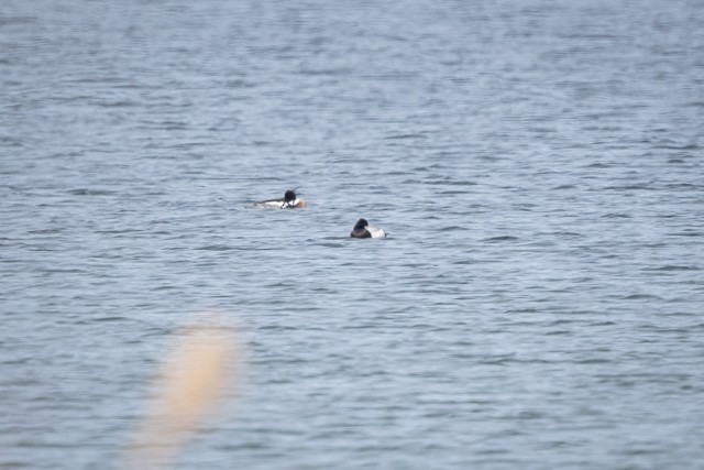 Red-breasted Merganser - ML633501888