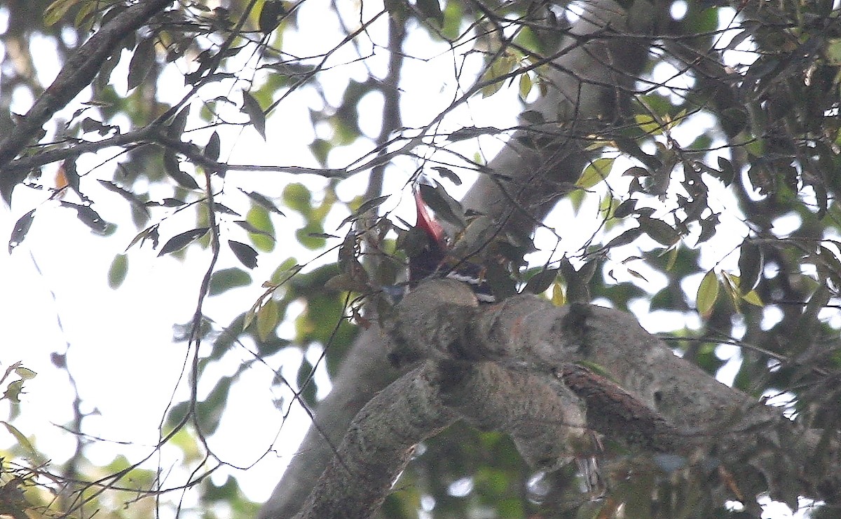 Red-billed Dwarf Hornbill - ML633501941
