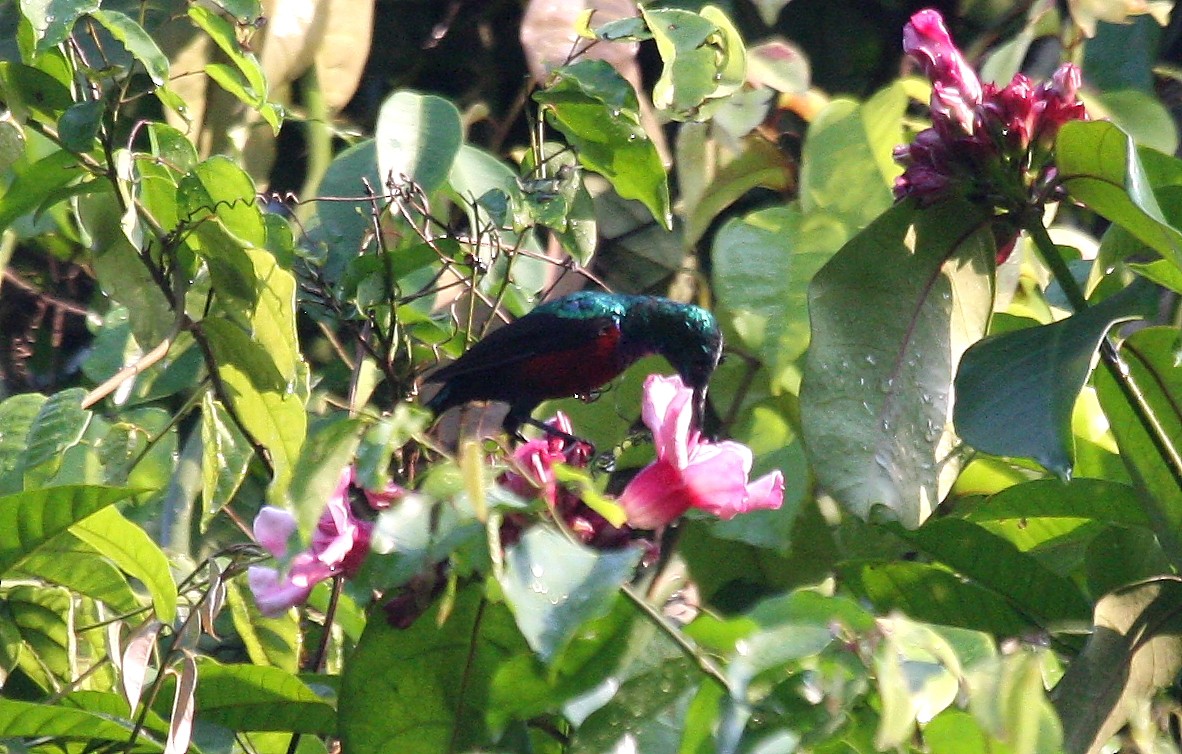 Johanna's Sunbird - ML633502050